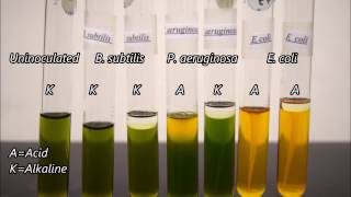 Microbiology Oxidation and Fermentation Tests Timelapse [upl. by Greeley]