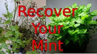 How to recover your Mint Plant [upl. by Ulland]