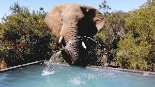 Wild Elephants Splash And Play By Lodge Pool [upl. by Leasa]