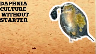 HOW TO CULTURE DAPHNIA NATURALLY WITHOUT A STARTER [upl. by Andres773]