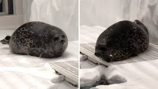 Chubby Seal Bounces Up And Down [upl. by Puklich]