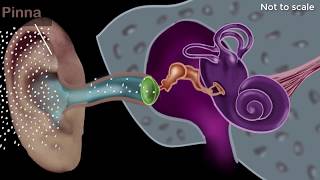 Human ear  structure amp working  Sound  Physics  Khan Academy [upl. by Gottwald]