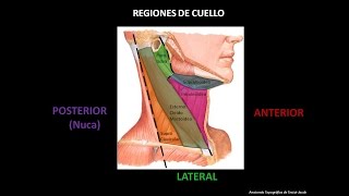 CUELLO PARTE 1 [upl. by Eeryt]