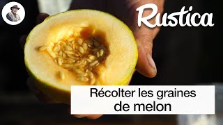 Comment récolter des graines de melon [upl. by Nosemaj]