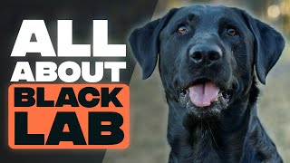 Black Labrador  A Brief Guide to Black Labrador Retrievers [upl. by Madella]