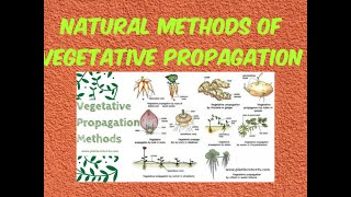 Vegetative propagation  By root By stem By leaves [upl. by Tronna]