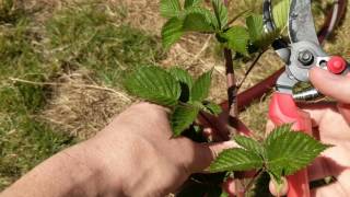 DIY Make New Blackberry Plants in 60 Seconds  Farming Seattle [upl. by Bird594]