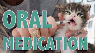 How to Safely Give Oral Medication to Kittens [upl. by Casilda]