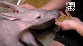 Baby Aardvark Learning to Eat Solid Food  Cincinnati Zoo [upl. by Glaser]