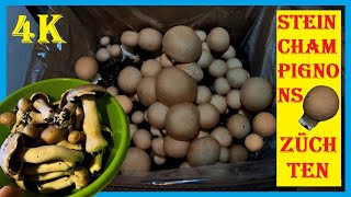 Pilze züchten  Eigene Champignons im Haus züchten  Champignon Pilzbox von Pilzmännchen  4K [upl. by Hares]