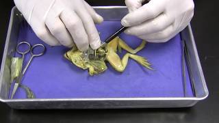 Frog Dissection [upl. by Merritt907]