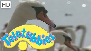 Teletubbies Animals Swans  Full Episode [upl. by Atekihs]