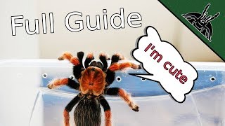 TARANTULA CARE Complete beginner guide 101 [upl. by Majka]