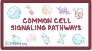 Common cell signaling pathway [upl. by Llered631]