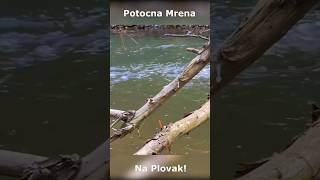 Pecanje POTOCNE MRENE na PLOVAK [upl. by Antoni]