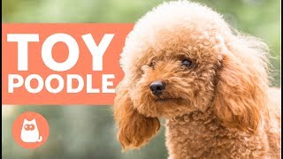 TOY POODLE  Characteristics Character and Care [upl. by Kinnon]