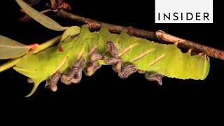 How Parasitoids Survive [upl. by Celisse]