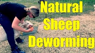 Deworming Sheep the Natural Way [upl. by Nnairret]