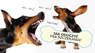 JAK ODUCZYĆ PSA UCIĄŻLIWEGO SZCZEKANIA [upl. by Esile]