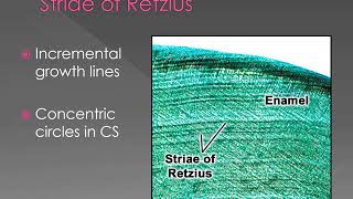 Enamel Structure and properties [upl. by Rabjohn358]