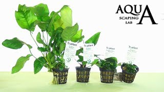 Aquascaping Lab  ANUBIAS Aquatic Plant all varieties description and management [upl. by Christianson]