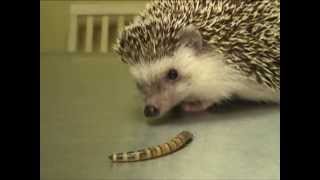 Hedgehog Eating a Superworm Exotic Pet Vet Unedited and Uncut Video [upl. by Nevin910]