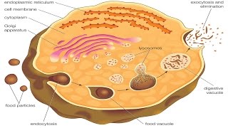 Endocytosis and exocytosis [upl. by Ahcrop]