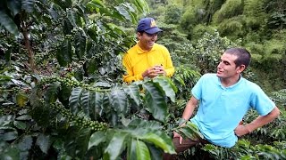 Tips del Profesor Yarumo  Variedad de café a sembrar [upl. by Geier]