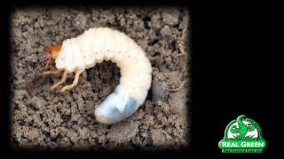 Grub Worm Identification and Treatment [upl. by Aisac]