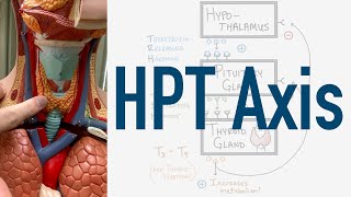 HPT Axis Feedback Loop  Hypothalamus Pituitary Thyroid [upl. by Vyky]