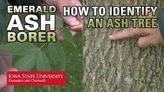 How to Identify an Ash Tree [upl. by Ursas]