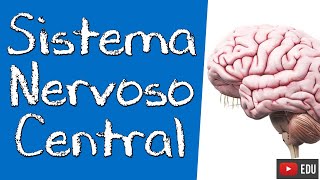 NEUROANATOMIA DO SISTEMA NERVOSO CENTRAL SNC  Rogério Souza 1 [upl. by Kaycee560]