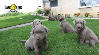 Labrador Retriever Silver Puppies [upl. by Culver]