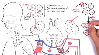 Oxygen  Haemoglobin Dissociation Curve  Physiology [upl. by Ansaev]