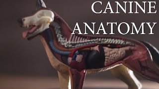 How the Dog Anatomy differs from Humans [upl. by Eralcyram]