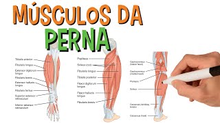 Músculos da perna  Sistema muscular  Anatomia [upl. by Enamrahs]