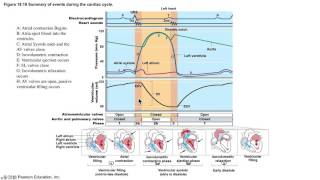 The Cardiac Cycle Demystified [upl. by Asiar]