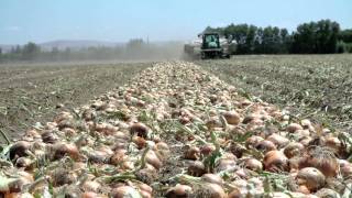 Growing Onions for the Bloomin Onion  LampL Farms  Pasco WA  Washington Grown [upl. by Herson440]