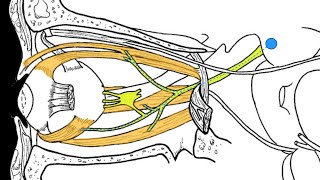 Cranial nerves III IV and VI [upl. by Negam]