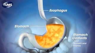 The Science Behind TUMS [upl. by Shank]