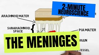 2Minute Neuroscience The Meninges [upl. by Libys]