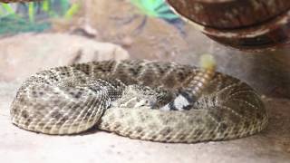 Rattlesnake Rattles [upl. by Imit]