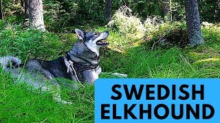 Swedish Elkhound  Jämthund  Dog Breed Profile [upl. by Brinna466]