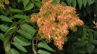 Useful Plant  Ailanthus [upl. by Yeloc]