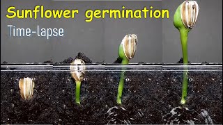 Sunflower germination timelapse [upl. by Danette]