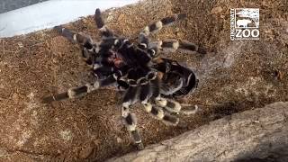 Redkneed Tarantula Molting  Cincinnati Zoo [upl. by Eiznik577]