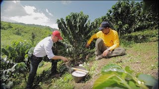 Fertilización Efectiva del Café Tips del Profesor Yarumo [upl. by Javier]