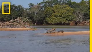 Jaguar Attacks Crocodile Cousin EXCLUSIVE VIDEO  National Geographic [upl. by Eitnom]