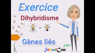 Exercice Dihybridisme 2 gènes liés [upl. by Gnoix322]