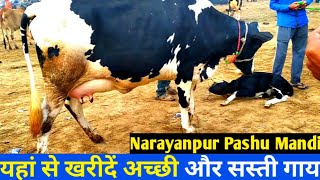 Narayanpur Pashu Mandi  Cattle Market Khalilabad UP INDIA  नरायनपुर पशु मण्डी  उत्तरप्रदेश भारत [upl. by Phi]